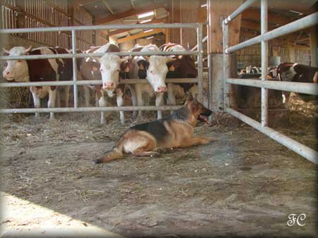 Alezane en vigilence aprs avoir fait rentrer toutes les vaches