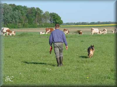 Alezane et son matre vont dans le pr chercher les vaches pour la traite du soir