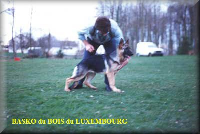 Basko du Bois du Luxembourg (petit fils d'URAN Wildsteiger Land =>>Vell / Nada